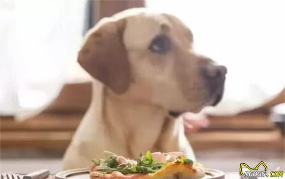 犬毛发满天飞？各种妙招教你轻松处置