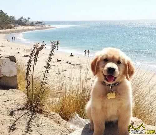犬毛发满天飞？各种妙招教你轻松处置