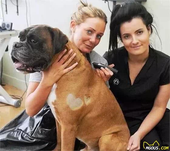 犬毛发满天飞？各种妙招教你轻松处置