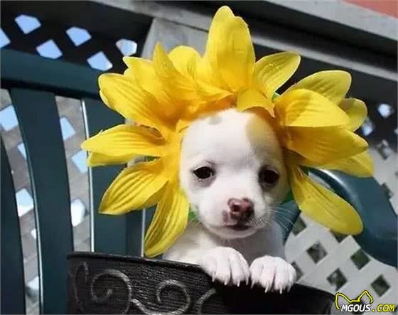 犬毛发满天飞？各种妙招教你轻松处置