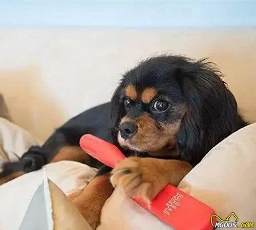 犬毛发满天飞？各种妙招教你轻松处置