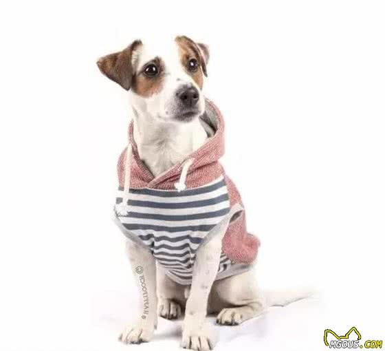 犬毛发满天飞？各种妙招教你轻松处置