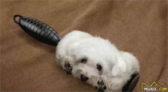 犬毛发满天飞？各种妙招教你轻松处置