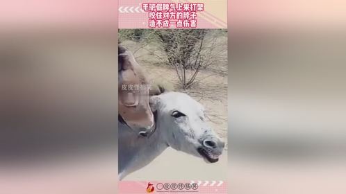 毛驴倔脾气上来打架，咬住对方的脖子，造不成一点伤害！