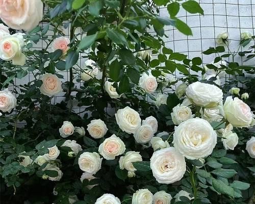 哪种花代表节俭？花语中节俭的象征有哪些？