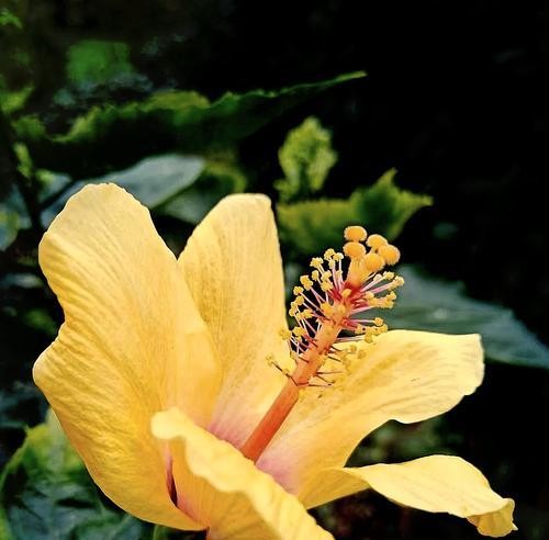 哪种花代表节俭？花语中节俭的象征有哪些？