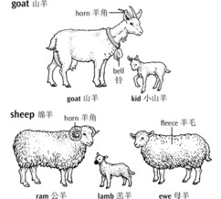 羊是Goat还是Sheep？Virgin wool是什么羊毛？毛线小知识