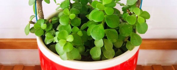 金枝玉叶摆放位置