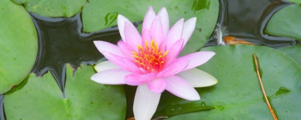 阳台如何养睡莲