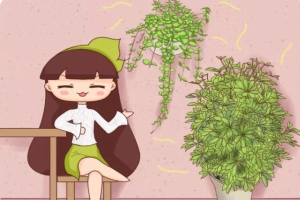 夏天养盆它