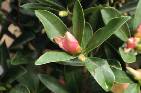 茶花适合放在卧室吗