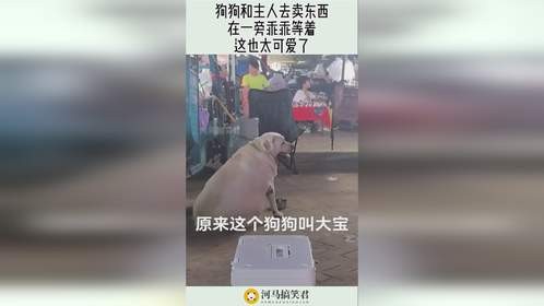 狗狗和主人去卖东西，在一旁乖乖等着，这也太可爱了！