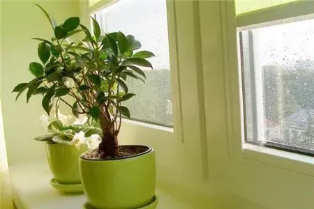 家居植物摆放禁忌?家居家具怎么摆放?