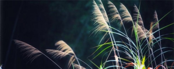 自制芦苇干花