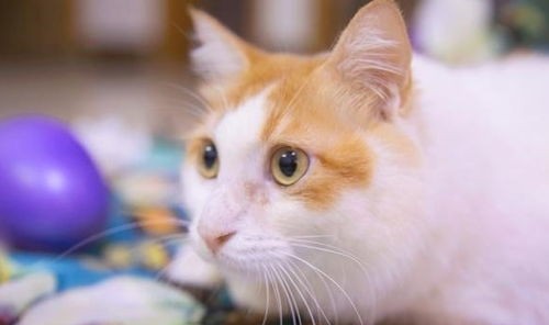 养猫除味妙招,轻松解决异味困扰