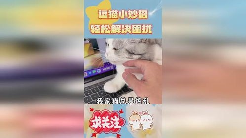 养猫除味妙招,轻松解决异味困扰