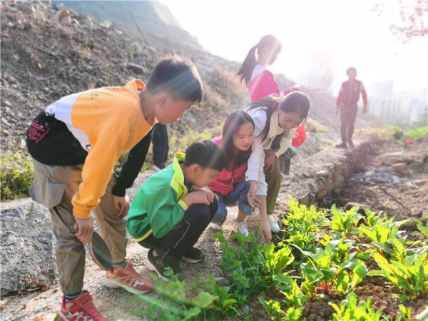 为菜园除杂草.jpg
