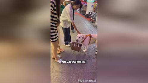 为什么经常带雪雪出门而不是安妮呢