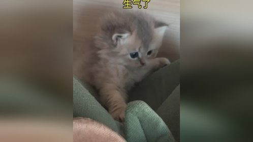 小猫的新窝