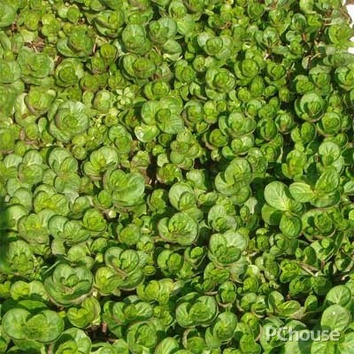 薄荷与家居风格的搭配