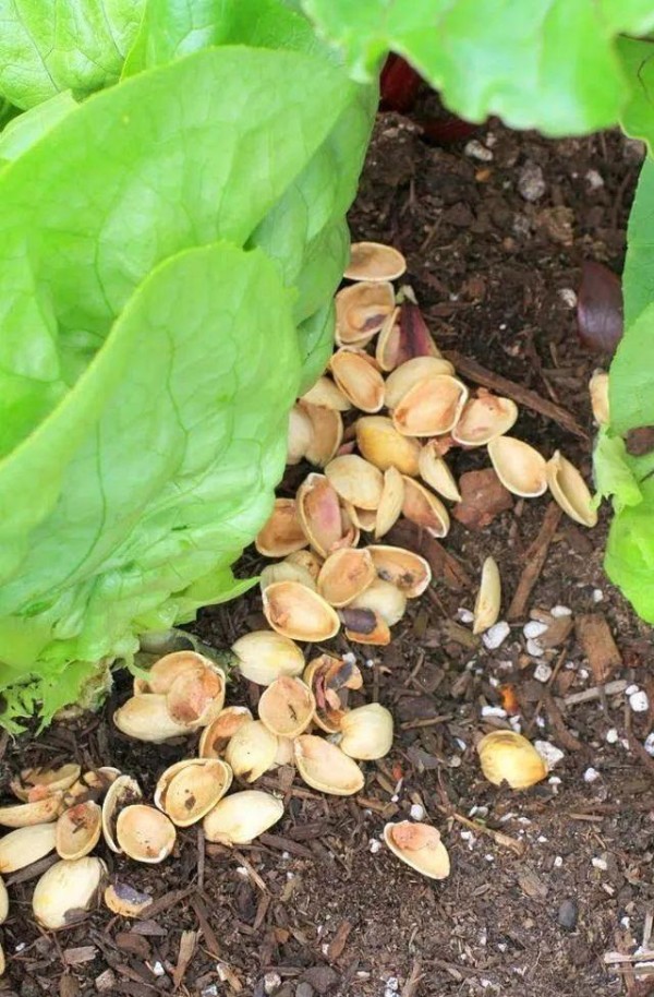 厨房里的剩菜残羹和厨余垃圾变成养花肥料，这11个方法太实用了