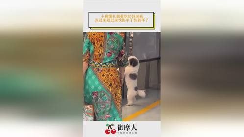 小狗懂礼貌要吃的拜老板，别过来别过来快到手了快到手了
