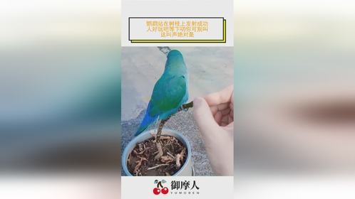 鹦鹉站在树枝上发射成功，人好玩吧等下叨你可别叫，这叫声绝对是