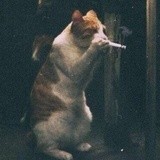 Moomin