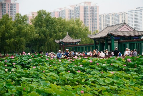 莲花池公园荷花荡区.jpg