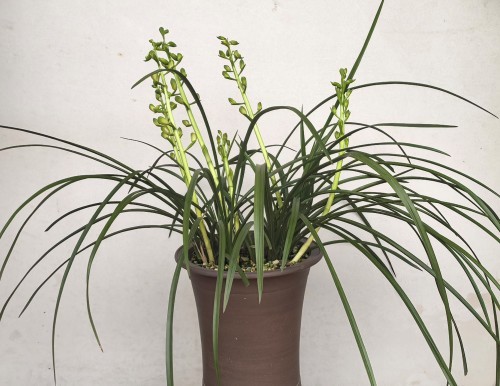 图8.汉泥盆栽植的蕙兰.jpg