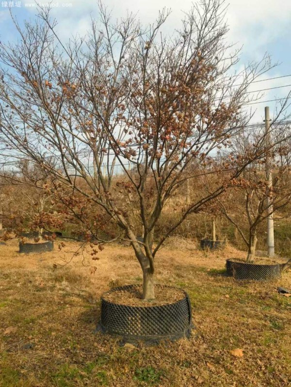 中国红枫