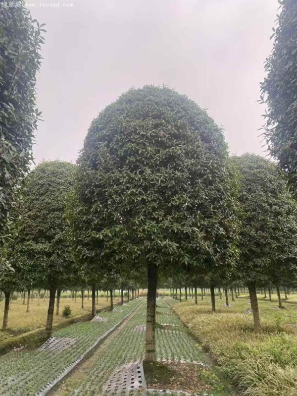 桂花树图片桂花树基地实拍