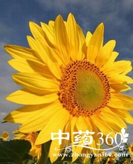 点亮智慧人生,智慧人生的十大诀窍