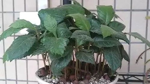 “厨余变花宝，盆栽旺开花，一招惊艳家！”