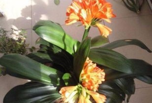 “厨余变花宝，盆栽旺开花，一招惊艳家！”