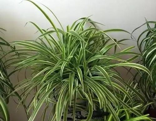 “厨余变花宝，盆栽旺开花，一招惊艳家！”