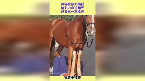神秘视频大揭秘，精彩内容乐翻天，赶紧来分享视频