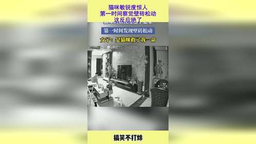 猫咪敏锐度惊人，第一时间察觉壁砖松动，这反应绝了