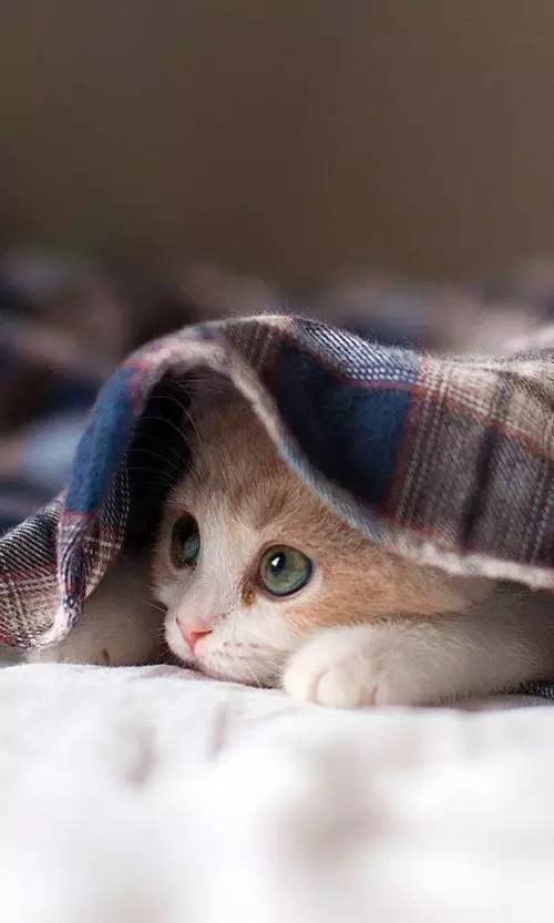 猫咪地毯清洁秘籍,宠物爱好者必看!