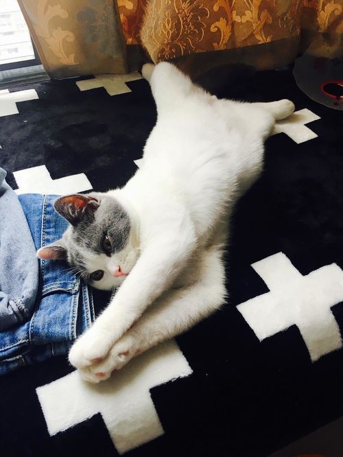 猫咪地毯清洁秘籍,宠物爱好者必看!