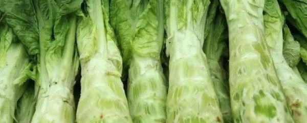 莴笋栽培成活率高，有哪些注意事项