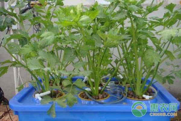 家庭阳台种菜基础知识（新手必备）-图片版权归惠农网所有