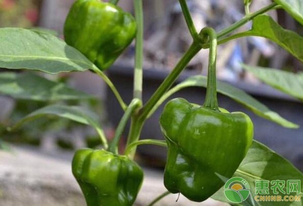 家庭阳台种菜基础知识（新手必备）-图片版权归惠农网所有