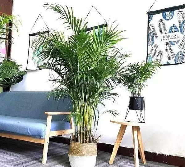 适合家里养的植物有哪些?好看好养活足以