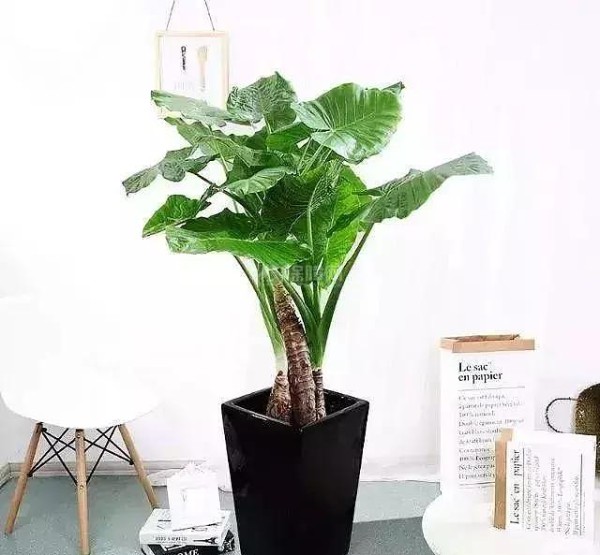 适合家里养的植物有哪些?好看好养活足以