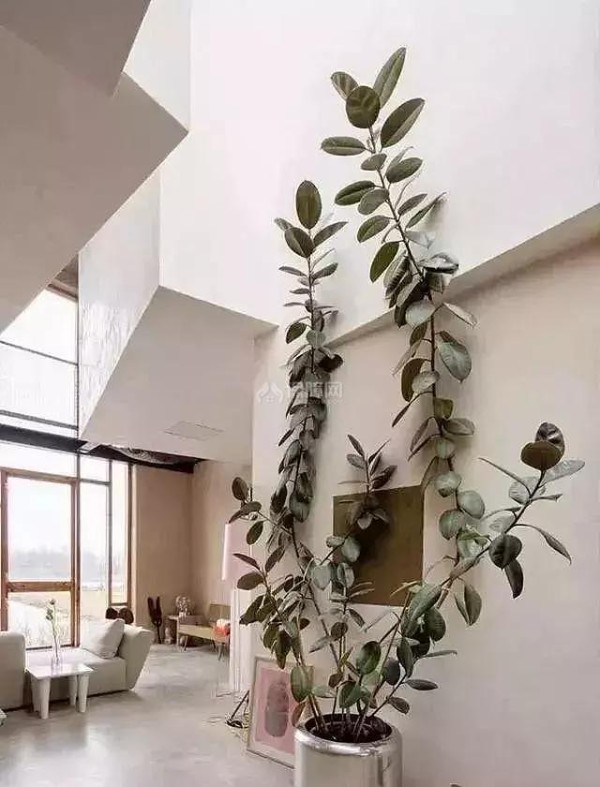 适合家里养的植物有哪些?好看好养活足以