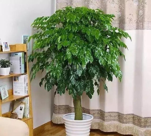 适合家里养的植物有哪些?好看好养活足以