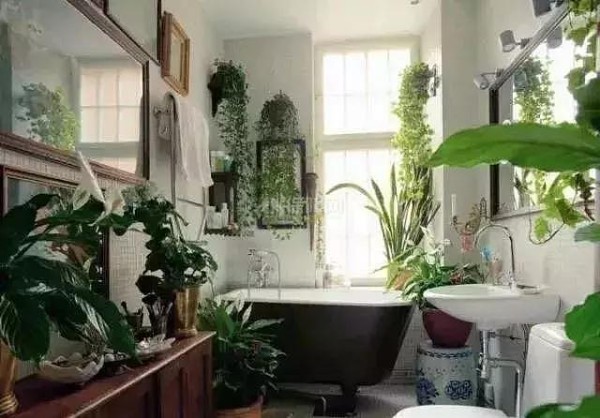 适合家里养的植物有哪些?好看好养活足以