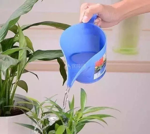 适合家里养的植物有哪些?好看好养活足以