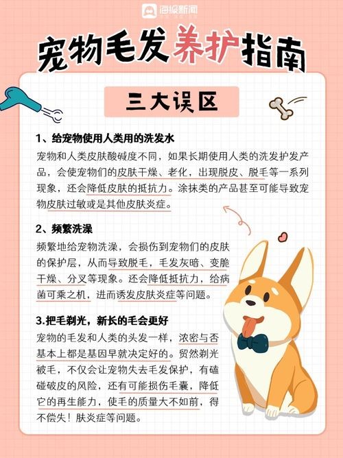 宠物养护指南